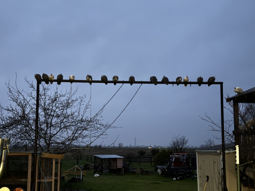 Tyler (N6UTV) and Smitty (WB1G) on ARRL SSB DX Weekend